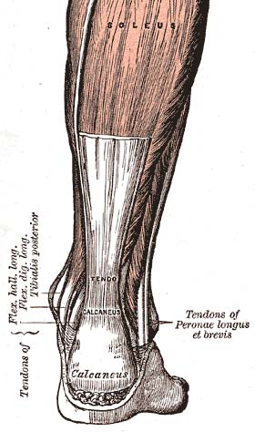 Diagram of Achilles Tendon