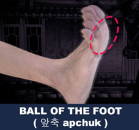 Ball of the Foot ( 앞축 apchuk )