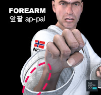 Forearm ( 앞팔 ap-pal )