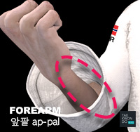 Forearm ( 앞팔 ap-pal )