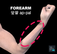 Forearm ( 앞팔 ap-pal )