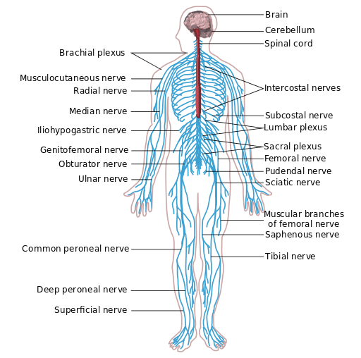 The Nervous System