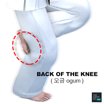 Back of the Knee ( 오금 ogum )