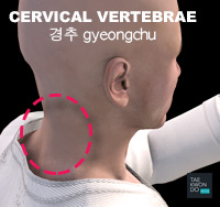 Cervical Vertebrae ( 경추 gyeongchu )