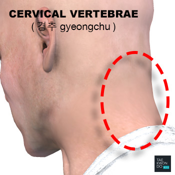 Cervical Vertebrae ( 경추 gyeongchu )