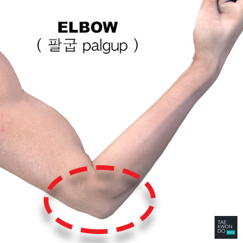 Elbow ( 팔굽 palgup )