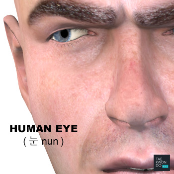 Human Eye ( 눈 nun )