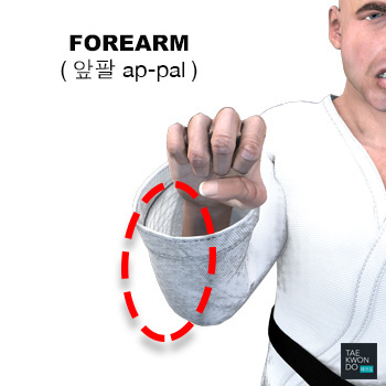 Forearm ( 앞팔 ap-pal )