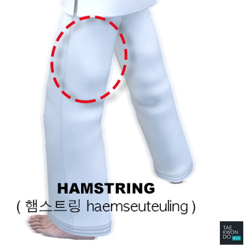 Hamstring ( 햄스트링 haemseuteuling )