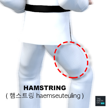 Hamstring ( 햄스트링 haemseuteuling )