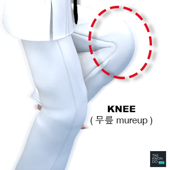 Knee ( 무릎 mureup )