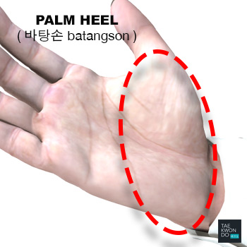 Palm Heel ( 바탕손 batangson )