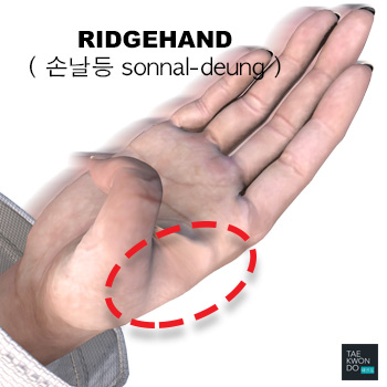 Ridgehand ( 손날등 sonnal-deung )