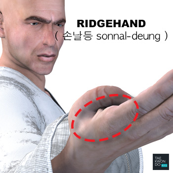 Ridgehand ( 손날등 sonnal-deung )