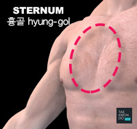 Sternum ( 흉골 hyung-gol )