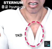 Sternum ( 흉골 hyung-gol )