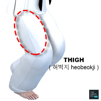 Thigh ( 허벅지 heobeokji )